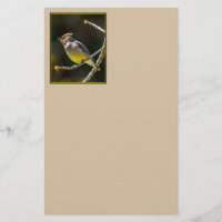 Cedar Waxwing Songbird Original Wild Bird Photo