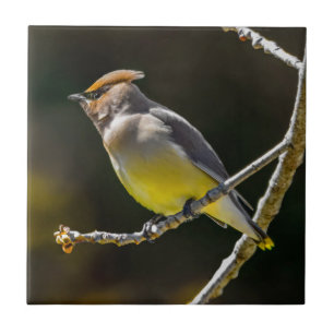 Cedar Waxwing Songbird Original Wild Bird Photo Tile