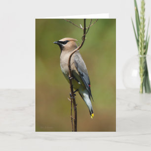 Cedar Waxwing Thank You Card