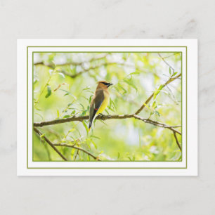 Cedar Waxwing with Border Postcard