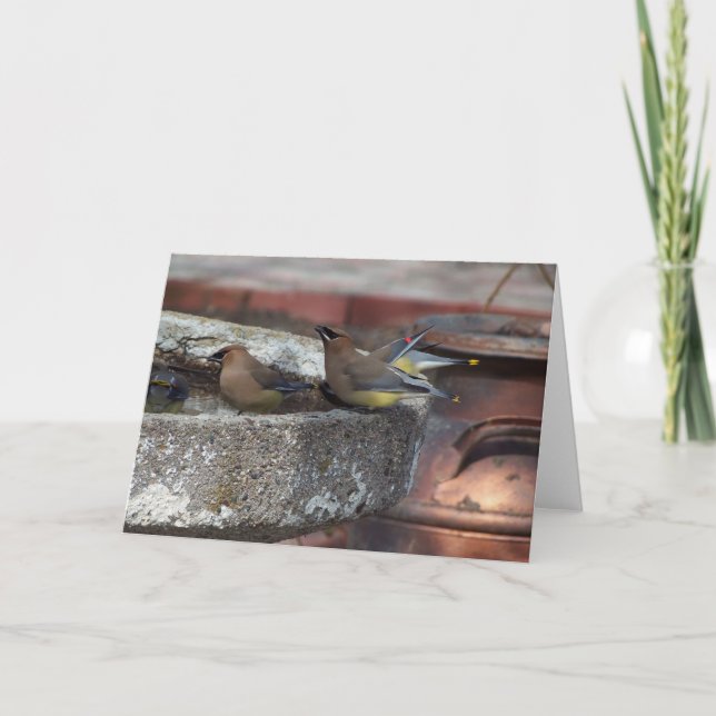 Cedar Waxwings And Birdbath Card (Front)
