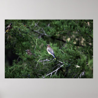 Cedar Waxwings In Tree With Berries Poster