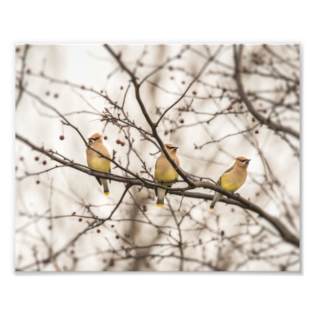 Cedar Waxwings in Winter Photo Print (Front)
