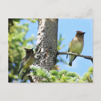 Cedar waxwings postcard