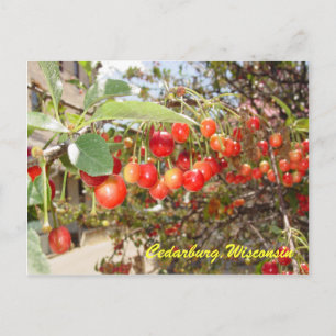 Cedarburg Postcard