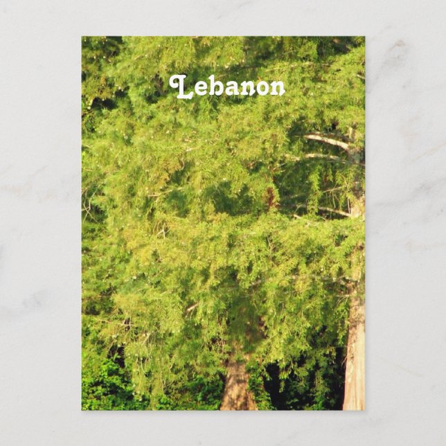 Cedars of Lebanon Postcard (Front)