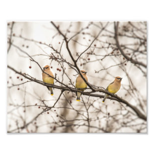Cèdre cire en hiver Imprimer photo