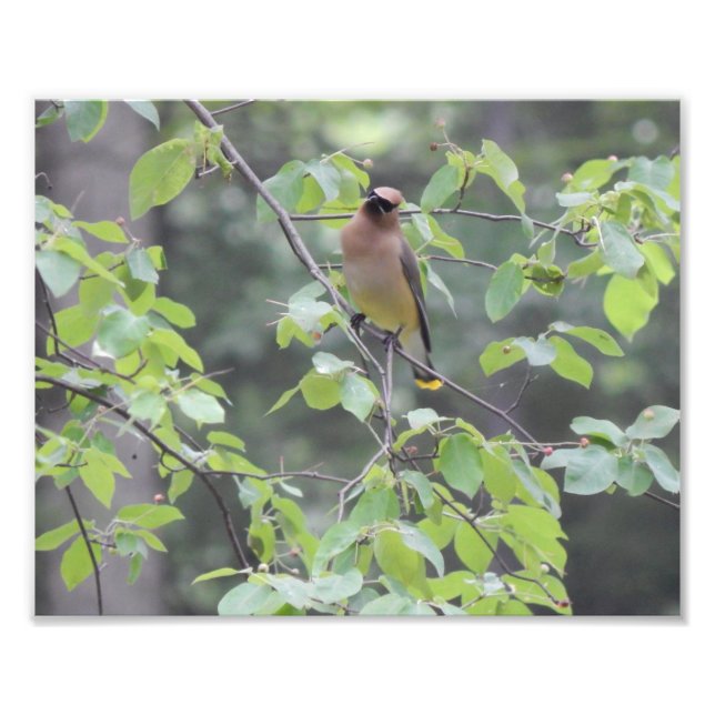 Cèdre cire photo d'oiseau (Devant)