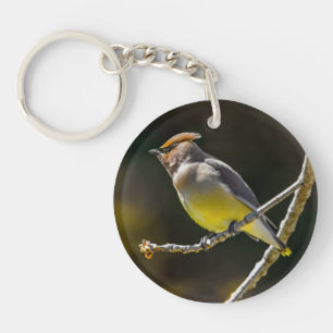 Cèdre cire Songbird Photo originale Oiseau sauvage
