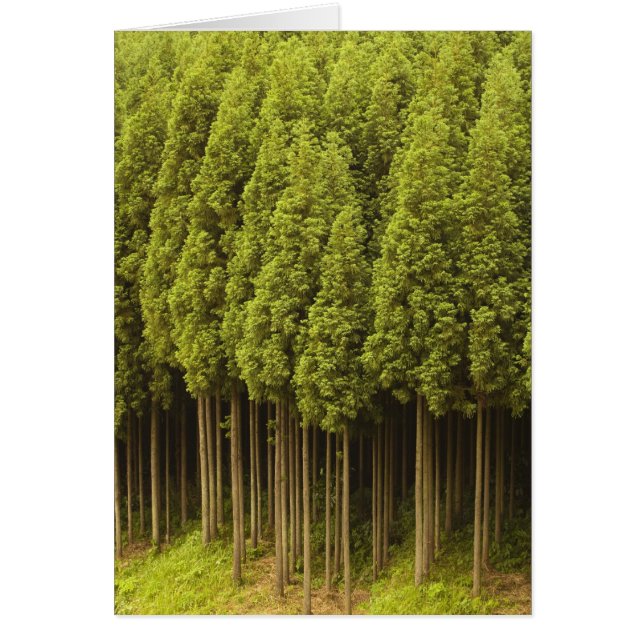 Cèdres Koya Sugi (Devant)