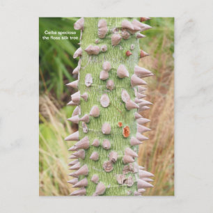 Ceiba speciosa, the floss silk tree holiday postcard