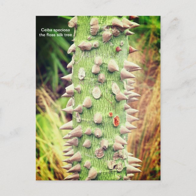 Ceiba speciosa, the floss silk tree holiday postcard (Front)