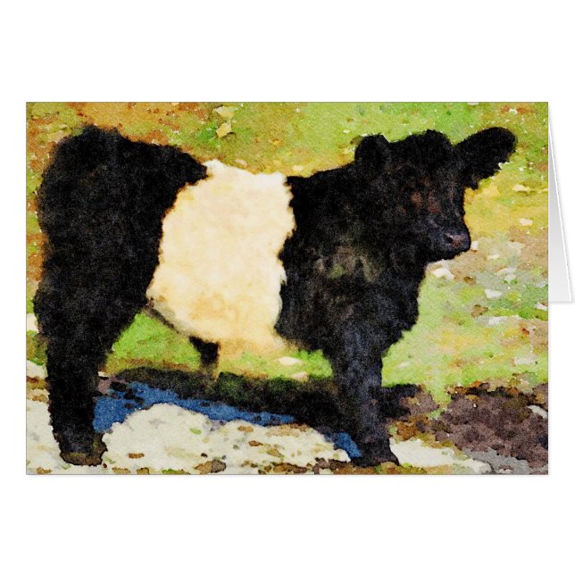 Ceinture debout Galloway steer calf Joyeux anniver (Devant horizontal)