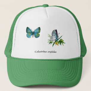Celastrina argiolus (male) trucker hat