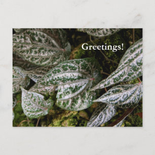 Celebes Pepper Postcard