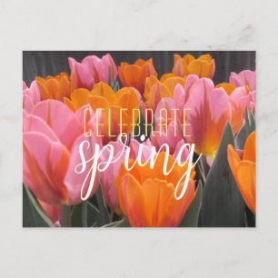 Celebrate Spring Pink & Orange Tulips Postcard