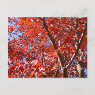 Célébrer la carte postale Automne