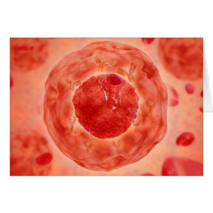 Cell Nucleus With Chromosome 2