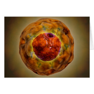 Cell Nucleus With Chromosome 3