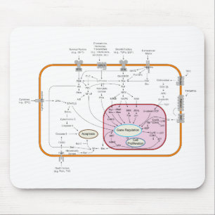 Cell Signal Transduction Pathways Diagram Mouse Pad