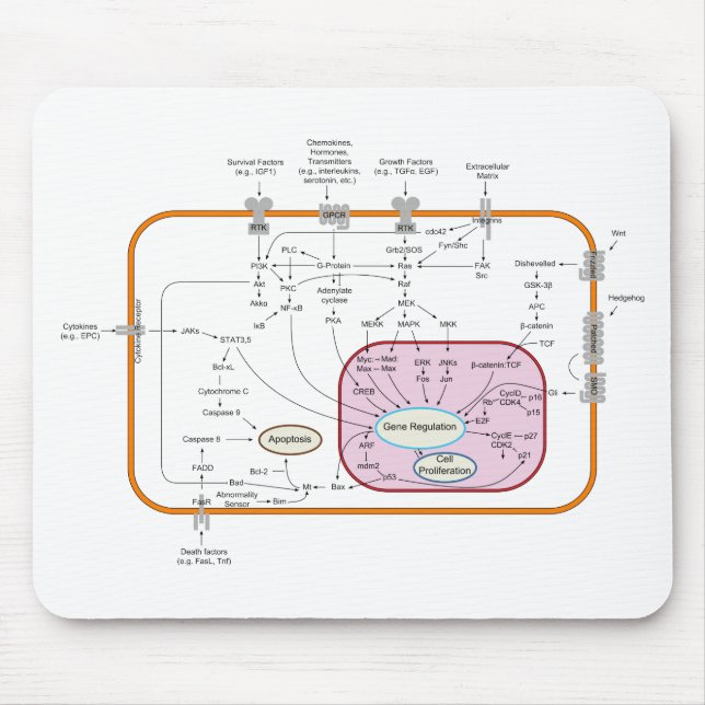 Cell Signal Transduction Pathways Diagram Mouse Pad (Front)