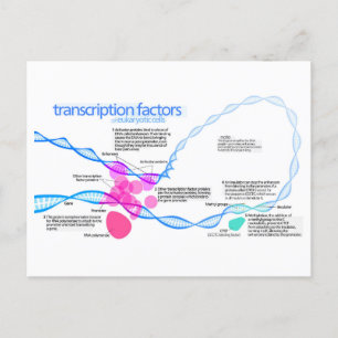Cells Gene Transcription Factors Diagram Postcard