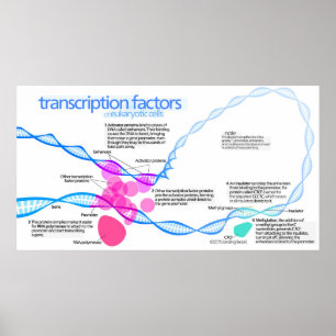 Cells Gene Transcription Factors Diagram Poster