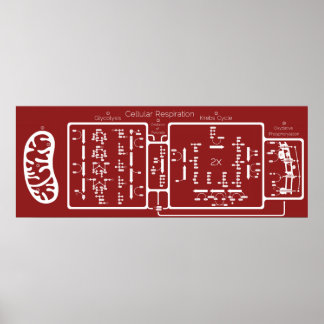 Cellular Respiration 42x16 Poster