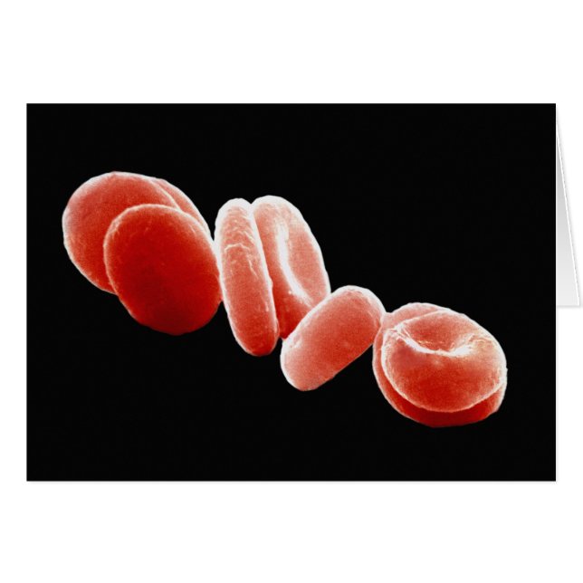 Cellules de sang rouges (Devant horizontal)