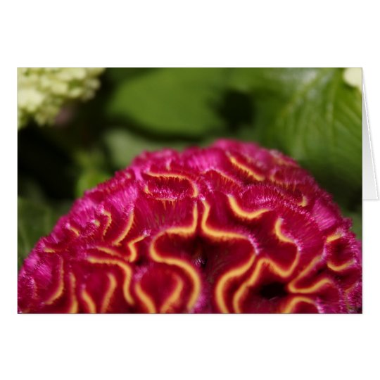 Celosia Birthday Card