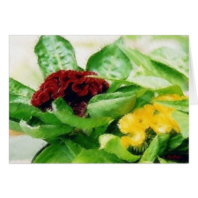 Celosia Plant Flowers Cockscomb (Front Horizontal)