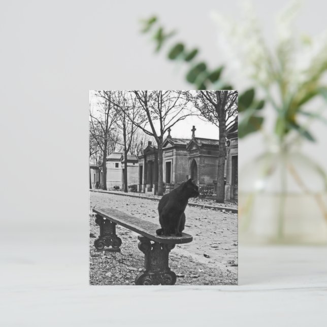 Cemetery Cat Vintage Photography Postcard (Standing Front)