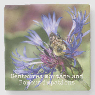 Centaurea montana and Bombus impatiens Stone Coaster