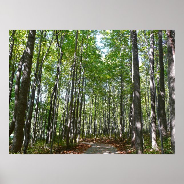 Centennial Wooded Path II Ellicott City Maryland Poster (Front)