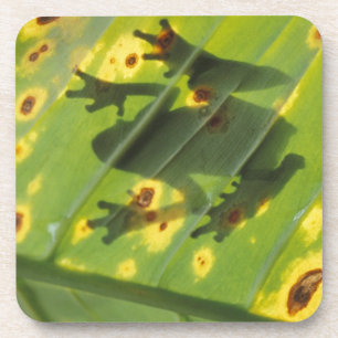 CENTRAL AMERICA, Costa Rica, Back-lit frog on Coaster