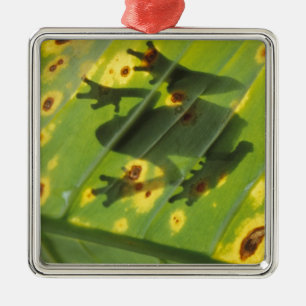 CENTRAL AMERICA, Costa Rica, Back-lit frog on Metal Ornament