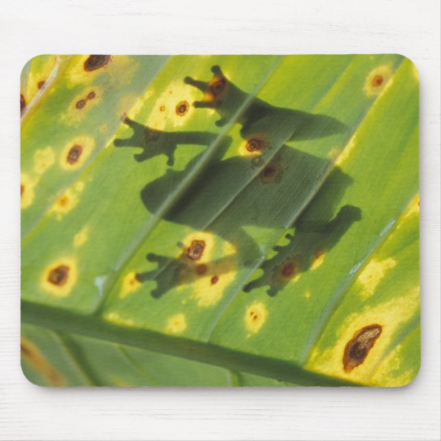 CENTRAL AMERICA, Costa Rica, Back-lit frog on Mouse Pad (Front)