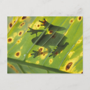 CENTRAL AMERICA, Costa Rica, Back-lit frog on Postcard