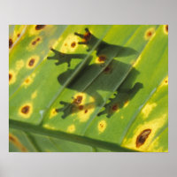 CENTRAL AMERICA, Costa Rica, Back-lit frog on