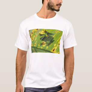 CENTRAL AMERICA, Costa Rica, Back-lit frog on T-Shirt