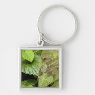 Central America, Costa Rica, Sarapiqui, Braulio Keychain