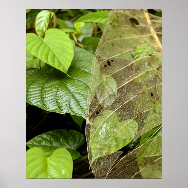 Central America, Costa Rica, Sarapiqui, Braulio Poster (Front)