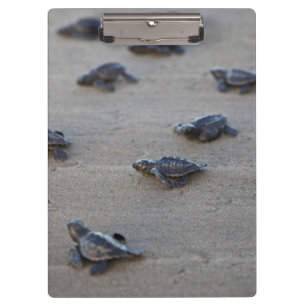 Central America, El Salvador, Pacific Ocean Clipboard