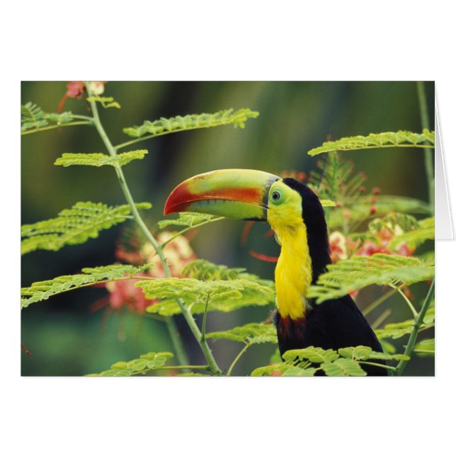 Central America, Honduras. Keel-billed Toucan (Front Horizontal)