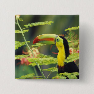 Central America, Honduras. Keel-billed Toucan 2 Inch Square Button