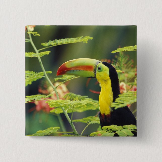 Central America, Honduras. Keel-billed Toucan 2 Inch Square Button (Front)