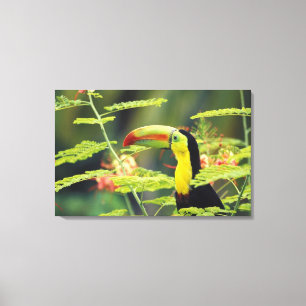 Central America, Honduras. Keel-billed Toucan Canvas Print