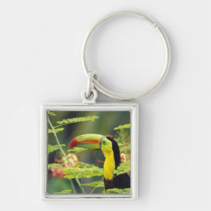 Central America, Honduras. Keel-billed Toucan Keychain