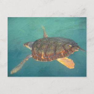 Central America, Panama, Bocas Del Torro Postcard