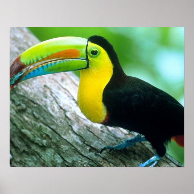 CENTRAL AMERICA, Panama, Borro Colorado Island 2 Poster (Front)